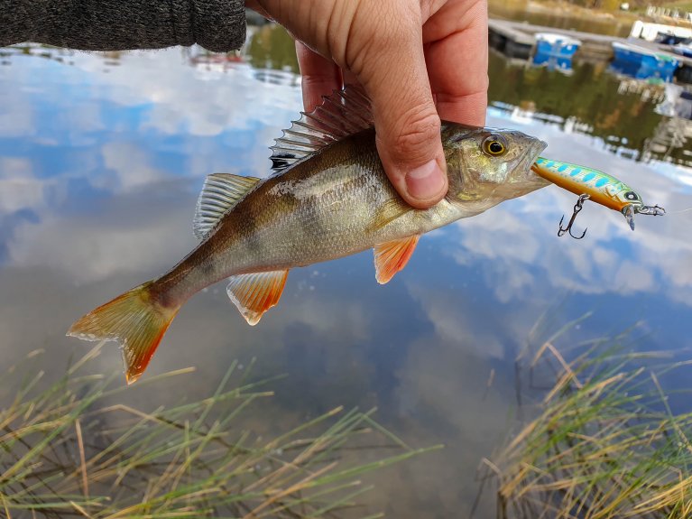 Fishing
